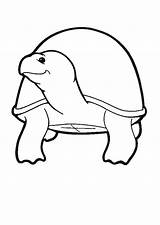 Schildpadden Dieren Tortoise Kleurplaat Mewarnai Kura Coloring Colorare Schildkrote Penyu Tortue Coloriages Malvorlagen Animasi Bergerak Animaatjes Hare Gambar Tartarughe Hares sketch template
