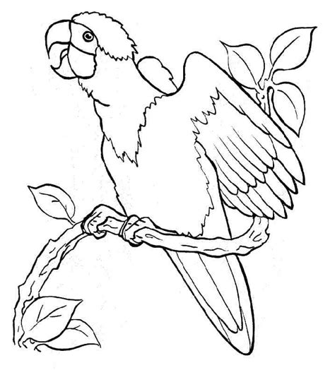 printable parrot coloring pages  kids coloring pages  print