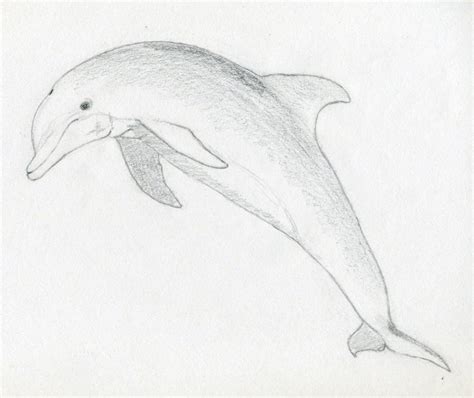 draw  dolphin jus  kidz