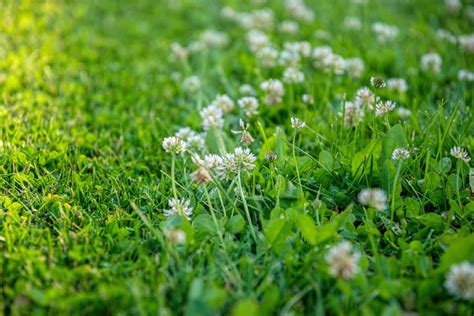 clover lawns      growing