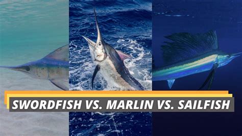swordfish  sailfish  marlin    difference fished