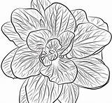 Spinach Coloring Pages Printable sketch template