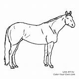 Horse Mare Stock Coloring Pages Color Own Quotes Owning Index Quotesgram sketch template