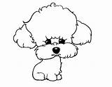 Poodle Perros Cachorro Pintar Perrita Perritas Caniche Perro Cachorros Perritos Imagen Imagui Iluminar Caniches Cucciolo Cadell Pintado Dibuix Pintada Myway sketch template