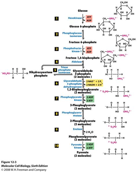 steps   glycolysis pathway   reversible socratic