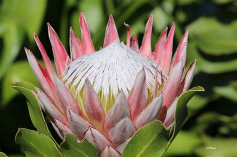 king protea wide  nature  home