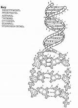 Dna Replication Helix Transcription Biology Nucleic Colorir Colouring Genetics Chessmuseum Tudodesenhos Homeschool Sketchite sketch template