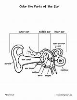 Ear Anatomy Coloring Human Hearing Structure Body Color Science Exploringnature Diagram Labeling Worksheet Blank Pages Child Teaching Structures Printable Physiology sketch template