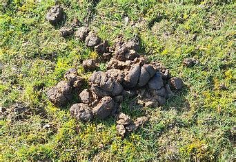 dung uk beetles