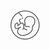 Fetus Embryo Womb Feto Foetus útero Clip Embrión Placenta Embryon Iconos Anatomy Línea Bebé Enceinte Anatomie Vectores sketch template