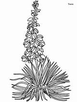 Yucca Coloring Pages Flower Flowers Izote Drawing Clipart Outline Clip Lily Coloringpagebook Printable Creative Gif Easily Print Library Clipground Advertisement sketch template