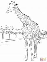 Coloring Giraffe Pages Printable Hard Kids Giraffes Older Print Color Beautiful Drawing Sheet Paper sketch template