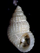 Afbeeldingsresultaten voor Alvania cimicoides. Grootte: 140 x 185. Bron: www.naturamediterraneo.com