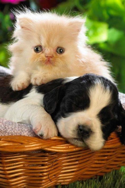 cute puppies  kittens ideas animals puppies cute puppies