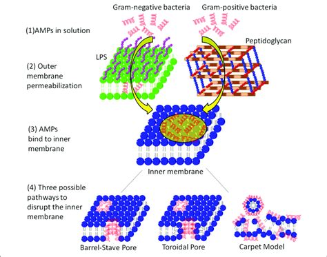 membrane systems  gram positive  gram negative bacteria   scientific