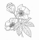Flower Coloring Pages Hydrangea Pdf Flowers Vector Color Getdrawings Ai Templates Template Format Colouring Getcolorings Buttercup sketch template