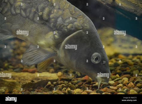 carp underwater   tank stock photo alamy