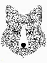 Fox Coloring Terry Pages Beutiful Head Print Divyajanani sketch template