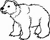Mewarnai Beruang Belajar Lucu Binatang Sketsa sketch template