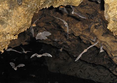bats incredible  mystery  rabies survivorship deepens wired
