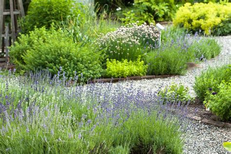 create  herb garden bbc gardeners world magazine