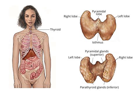 types  thyroid cancer papillary follicular