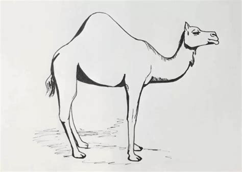 camel drawing pencil sketch colorful realistic art images drawing