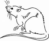 Coloringhome Ratos Rats sketch template