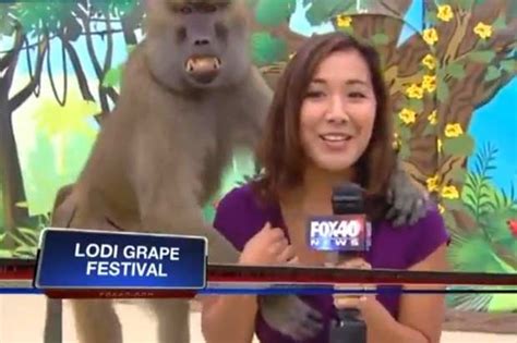 watch baboon gropes reporter s breast live on air daily star