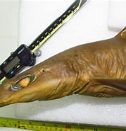 Afbeeldingsresultaten voor "squalus Melanurus". Grootte: 179 x 185. Bron: shark-references.com