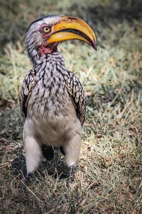 southern yellow billed hornbill mike smith photography