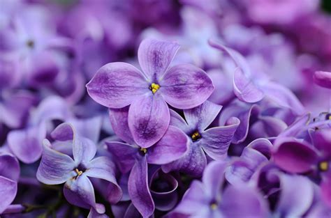 lilac flowers background lilac flowers flower backgrounds violet flower
