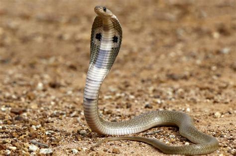 scientists decoded  genome  indian cobra