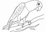 Papagei Ausmalbilder Parrot Papageien Erwachsene Vögel Onlycoloringpages sketch template