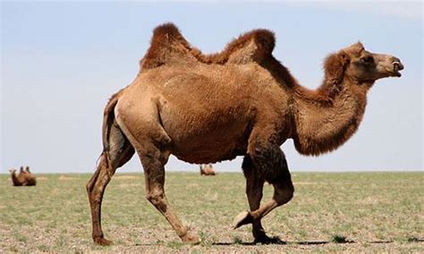 el camello la guia de biologia
