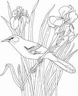 Iris Flower Tennessee Coloring Bird State Birds Mockingbird Drawing Bluebonnet Flowers Pages Printable Color Getcolorings Realistic Supercoloring Getdrawings sketch template