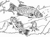 Bass Coloring Fish Smallmouth Boat Bluegill Drawing Place Printable Fishing Largemouth Getcolorings Getcoloringpages Getdrawings Button Using Tocolor sketch template