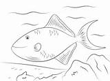 Coloring Triggerfish Red Pages Fish Trigger Toothed Niger Categories sketch template