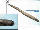 Afbeeldingsresultaten voor Simenchelys parasitica Stam. Grootte: 132 x 100. Bron: www.researchgate.net