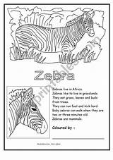 Zebra Worksheet Coloring Worksheets Preview Teaching Resources Other Hagar Eslprintables sketch template