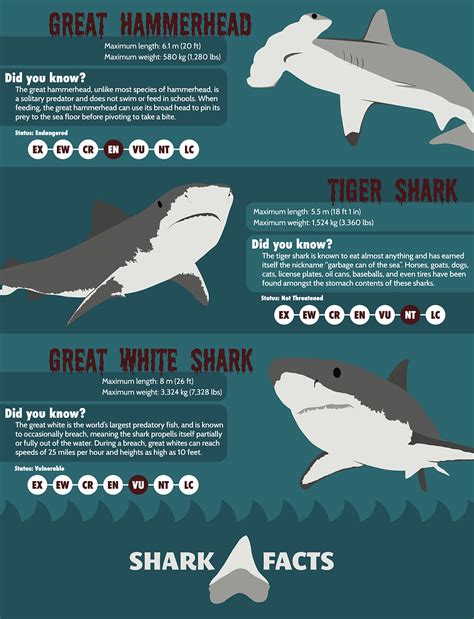 shark facts infographic  behance