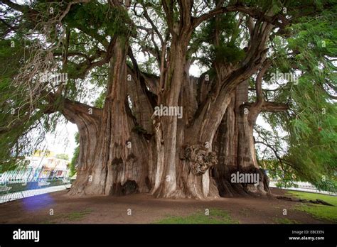 tule tree  oaxaca mexico  biggest tree   world stock photo