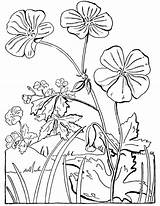 Coloring Geranium Wild Pages Flowers Adult Floral Color Popular Geraniums Click sketch template