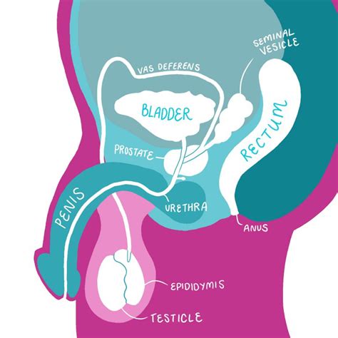 male reproductive anatomy