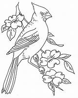 Embroidery Dogwood Patterns Coloring Bird Cardinal Vintage Designs Pattern Printable Pages Flickr Drawing Para Line Redwork Burning Wood Colouring Glass sketch template