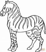 Zebra Coloring Pages Printable Compatible Ipad Tablets Android Version Color Click Online sketch template