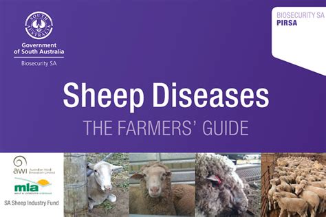 sheep diseases  farmers guide dickson ag