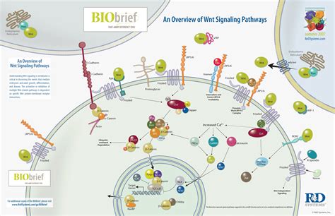overview  wnt signaling pathways  systems