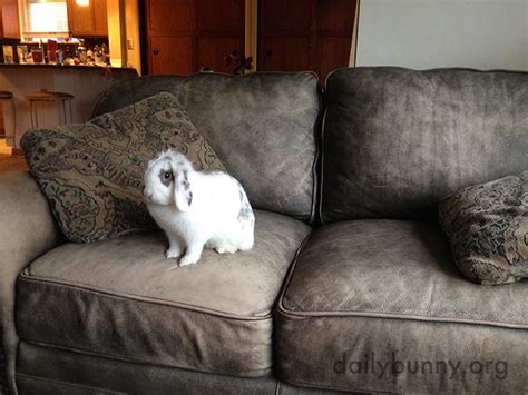 Bunny Is Waiting For Someone To Join Her On The Sofa For Cuddles — The