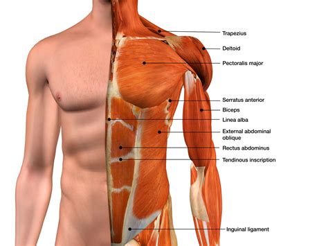 muscles   chest  abdomen labeled muscles  pectoral region